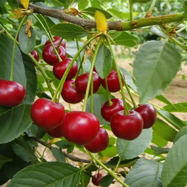 Meggy Ciganymeggy7 Cigánymeggy 7 meggyfa - Image 1