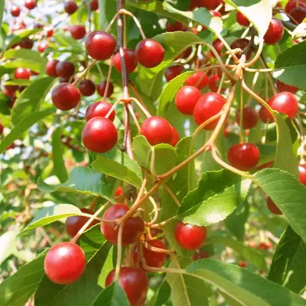 Korai Pipacs meggyfa