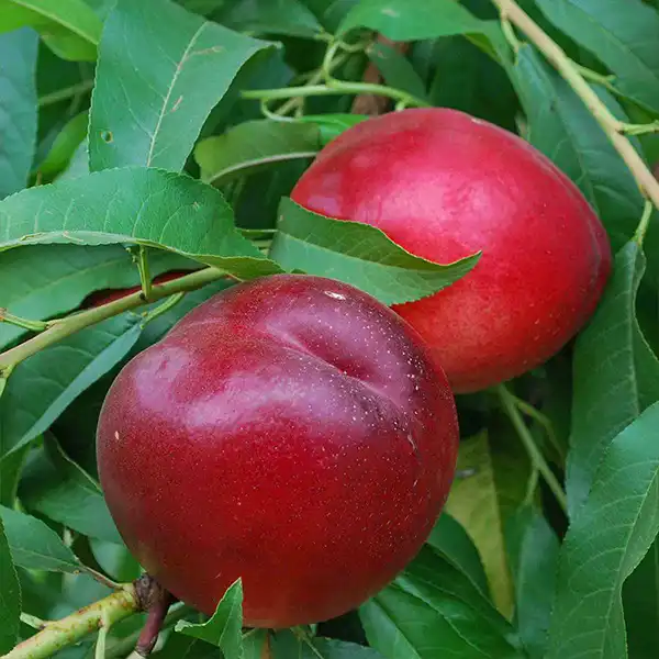 Caldesi 2000 őszibarackfa