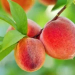 Elberta őszibarackfa