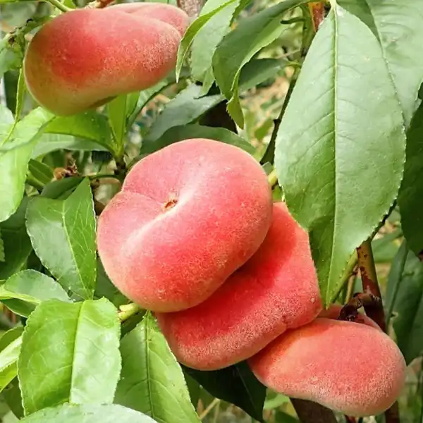 Oszibarack Sandwich Weiss Sandwich Weiss (lapos barack) őszibarackfa - Image 1