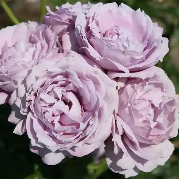 Rozsa Novalis2 M Novalis (világos lila, zabolázatlanul illatos) ágyásrózsa - konténeres - Image 1