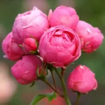 Pomponella (sötét rózsaszín, mesésen illatos) ágyásrózsa - konténeres