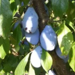 Jofela® NR 7346 szilvafa