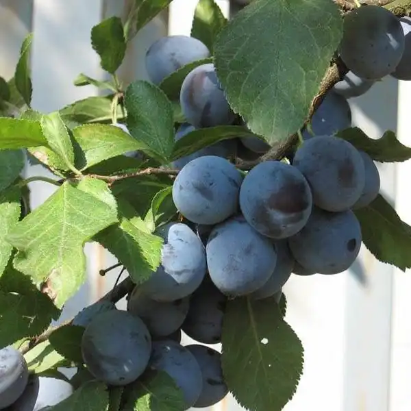 Szilva Penyigei Penyigei - (Nem tudom) szilvafa - Image 1