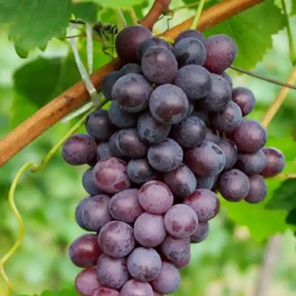 Adria szőlőoltvány