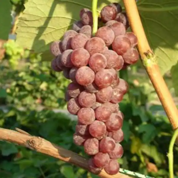 Szolo Japan Izabella Japán Izabella szőlőoltvány - Image 1