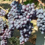 Kismis Moldovszkij szőlőoltvány