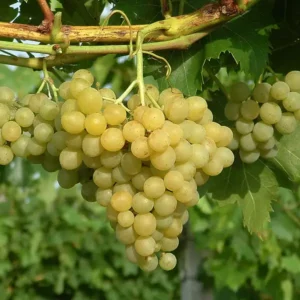 Kozma Pálné Muskotály szőlőoltvány