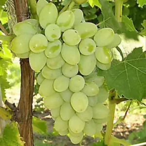 Sugraone seedless szőlőoltvány