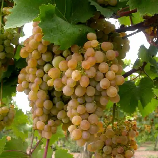 Szolo Zalagyongye Zalagyöngye szőlőoltvány - Image 1