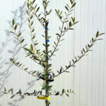 Leccino Olajfa - (Olea europaea)