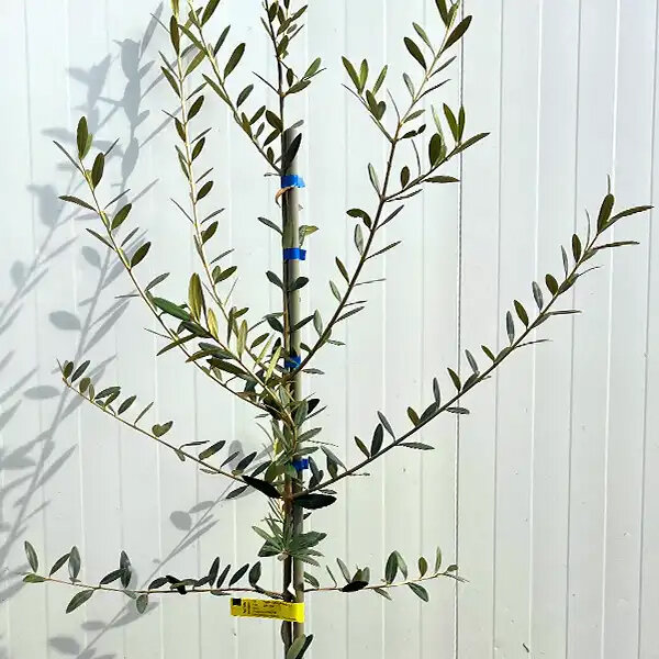 Leccino Olajfa - (Olea europaea)