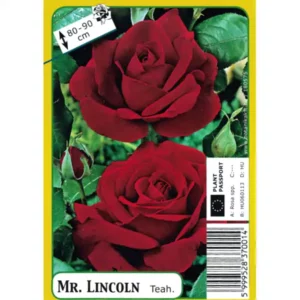 Mr. Lincoln (bordó, csábítóan illatos) tearózsa