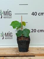 Caponica mogyorótő - Image 2