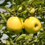 Almafa termőpár - Golden Delicious Reinders + Idared - Image 2