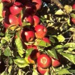 Almafa termőpár - Watson Jonathan + Golden Delicious Reinders - Image 3