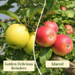 Almafa termőpár - Golden Delicious Reinders + Idared