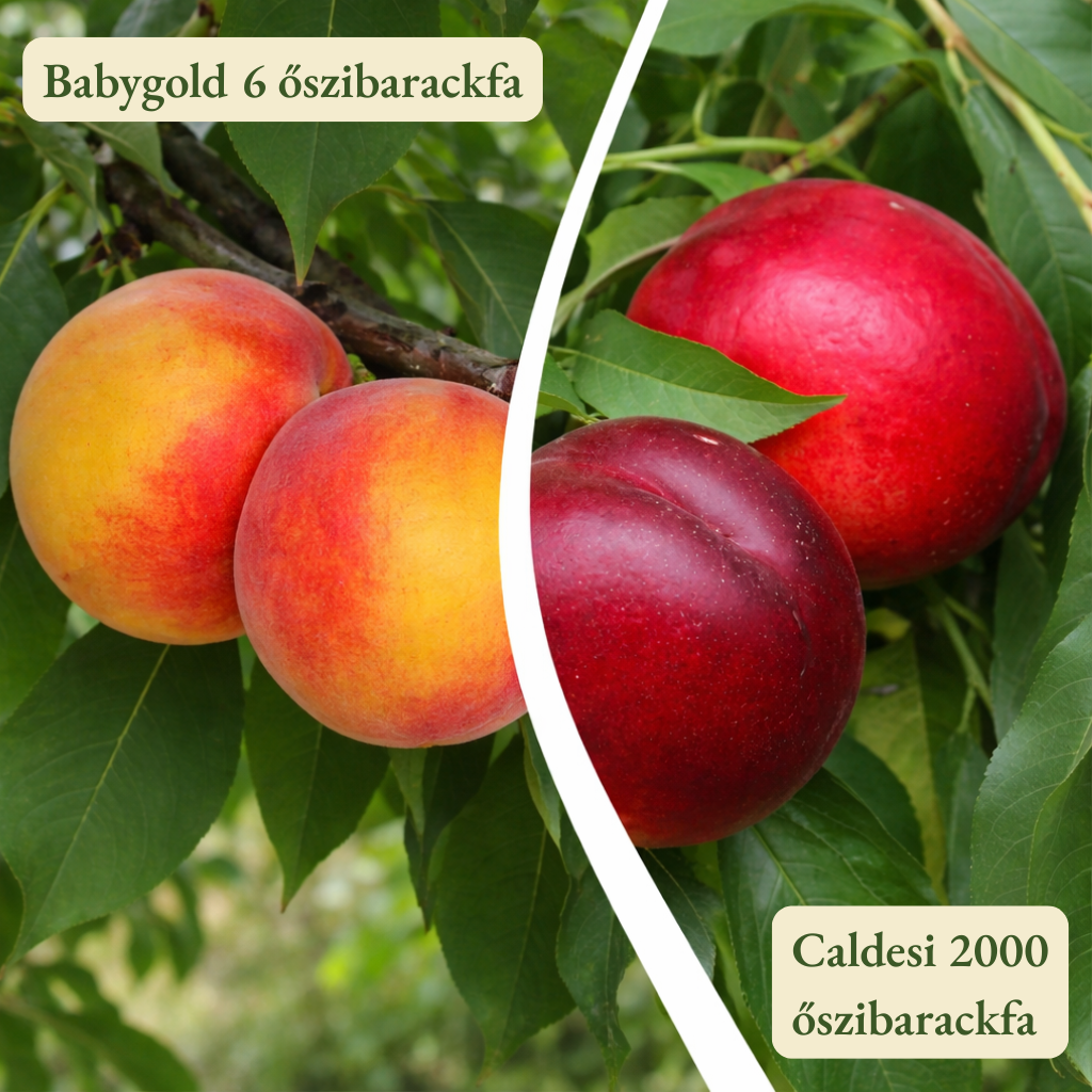 Babygold 6 őszibarackfa -Caldesi 2000 őszibarackfa Őszibarackfa páros - Babygold 6 GF + Caldesi 2000 GF - Image 1