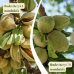 Mandulafa termőpár - Budatétényi 1 + Budatétényi 70
