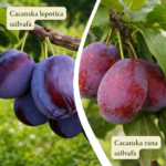 Szilvafa termőpár - Cacanska Lepotica + Cacanska Rana