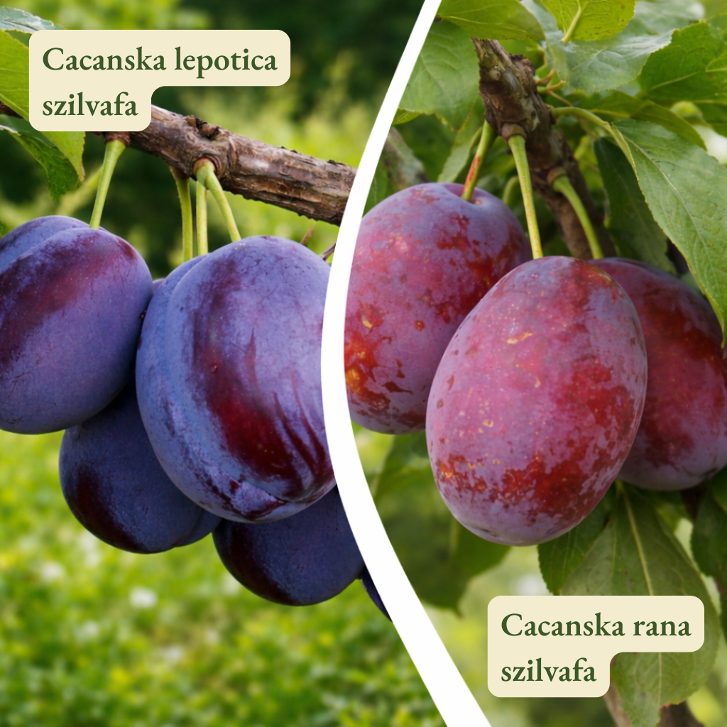 Szilvafa termőpár - Cacanska Lepotica + Cacanska Rana