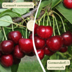 Cseresznyefa termőpár - Carmen + Germersdorfi 3