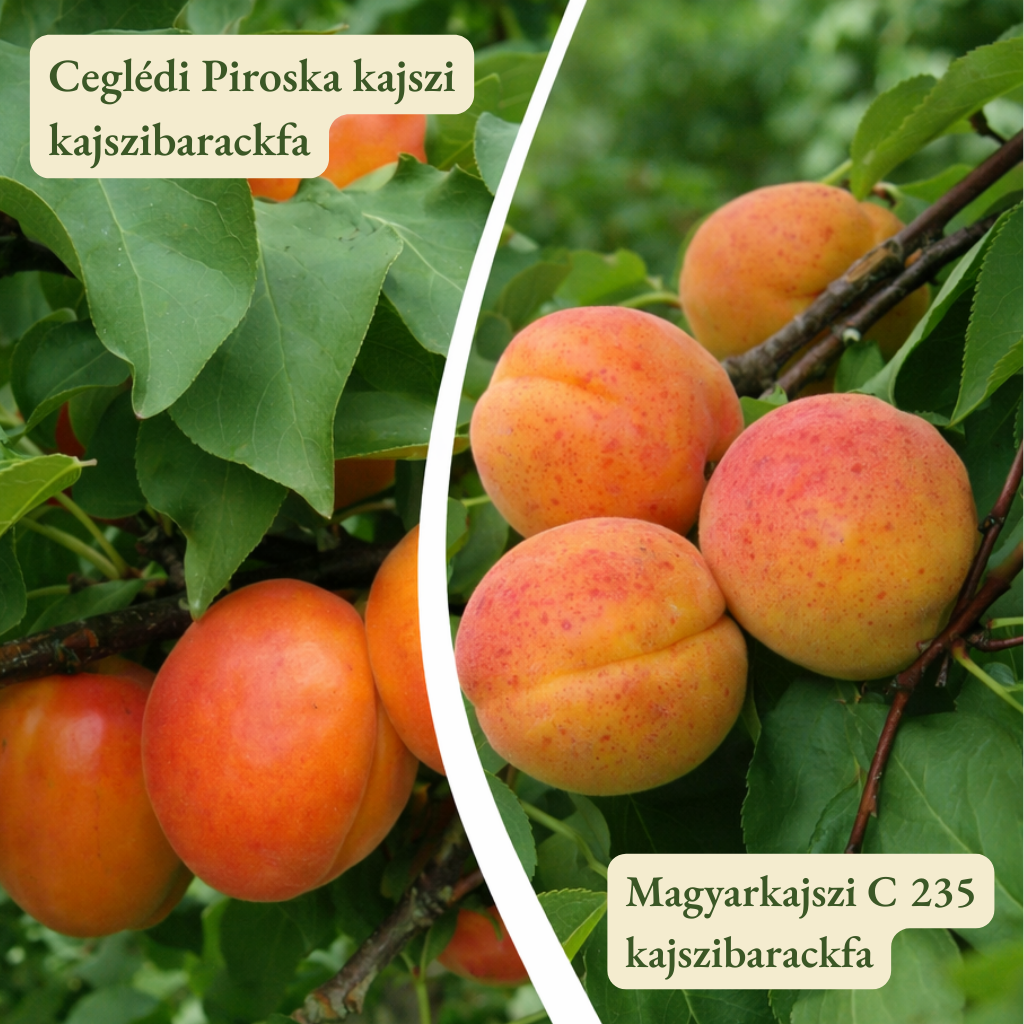Kajszi barackfa termőpár - Ceglédi Piroska + Magyarkajszi C235