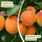 Kajszi barackfa termőpár - Ceglédi óriás + Magyarkajszi C235
