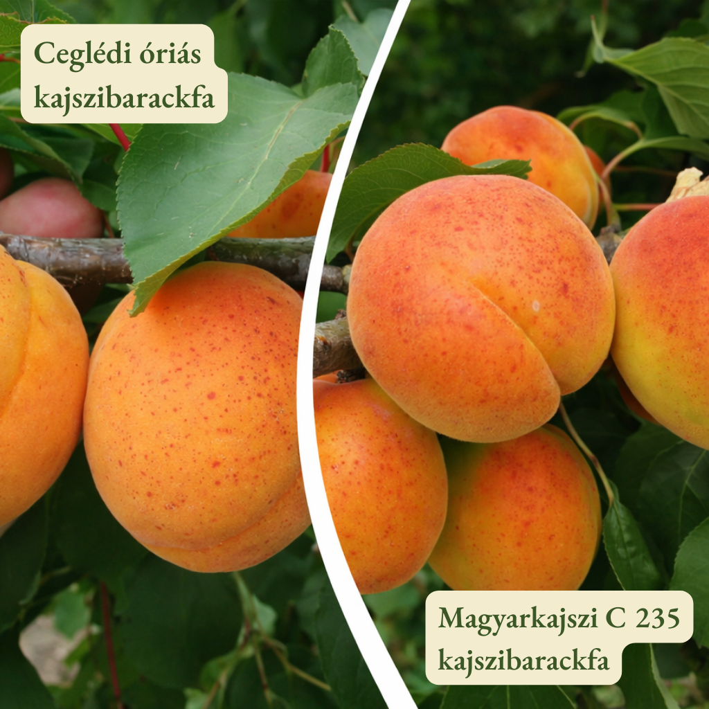 Kajszi barackfa termőpár - Ceglédi óriás + Magyarkajszi C235