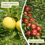 Almafa termőpár - Watson Jonathan + Golden Delicious Reinders
