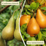 Körtefa termőpár - Conference + Bosc Kobak