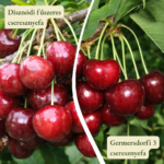 Cseresznyefa termőpár - Disznódi fűszeres + Germersdorfi 3