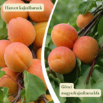 Kajszi barackfa termőpár - Harcot + Gönci magyarkajszi