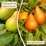 Körtefa termőpár - Hardenpont téli vajkörte + Bosc Kobak