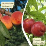 Őszibarackfa páros - Incrocio Pieri + Fantasia