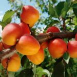 Kajszi barackfa termőpár - Bhart (Orangered) + Bergeron - Image 3