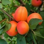 Kajszi barackfa termőpár - Bhart (Orangered) + Bergeron - Image 2