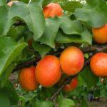 Kajszi barackfa termőpár - Ceglédi Piroska + Magyarkajszi C235 - Image 2