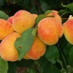 Kajszi barackfa termőpár - Ceglédi Piroska + Magyarkajszi C235 - Image 3