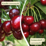 Cseresznyefa termőpár - Katalin + Germersdorfi 3