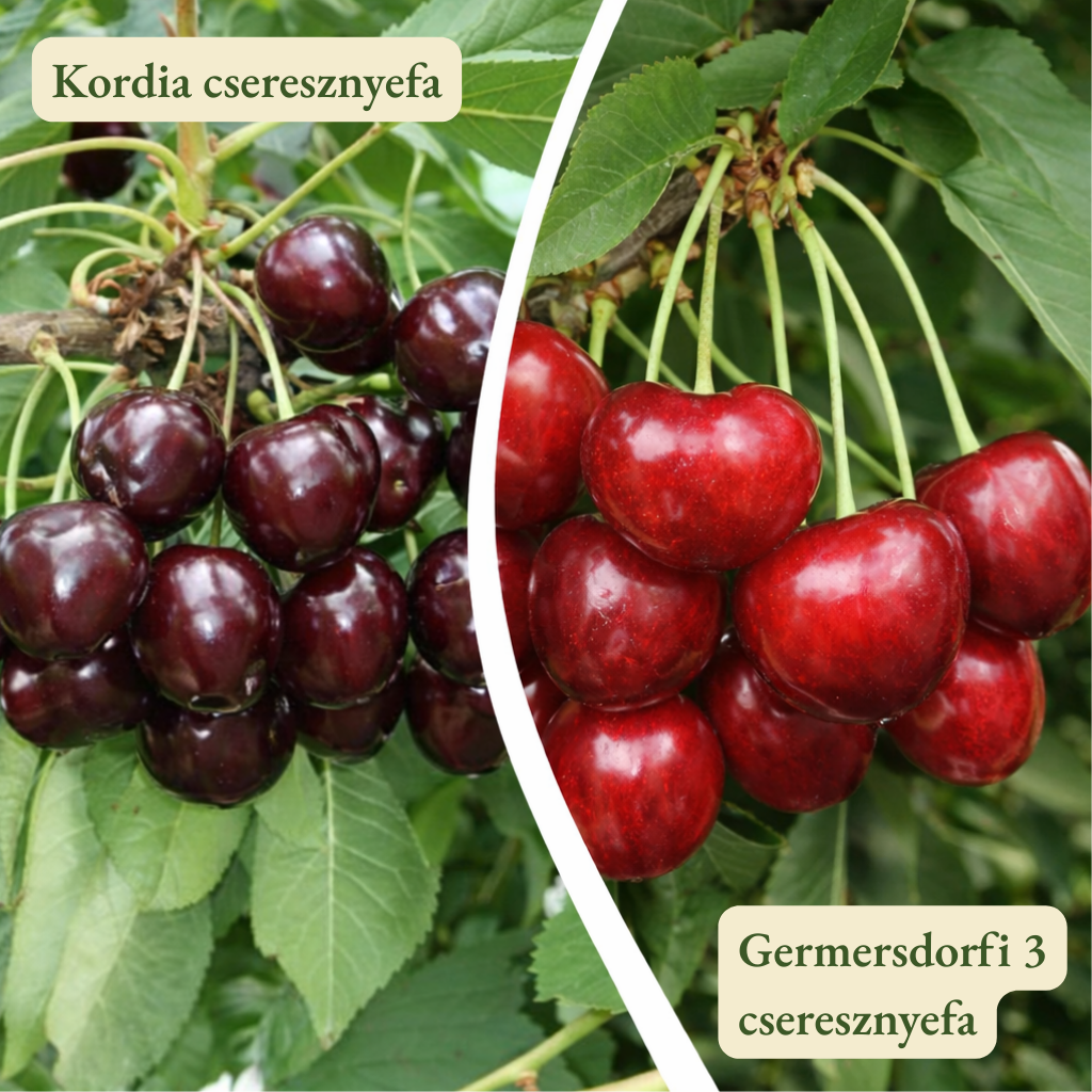 Kordia cseresznyefa -Germersdorfi 3 cseresznyefa Cseresznyefa termőpár - Kordia + Germersdorfi 3 - Image 1