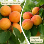 Kajszi barackfa termőpár - Larclyd + Hargrand