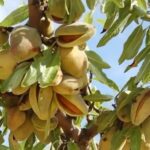 Mandulafa termőpár - Budatétényi 1 + Budatétényi 70 - Image 2