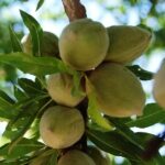 Mandulafa termőpár - Budatétényi 1 + Budatétényi 70 - Image 3