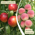 Őszibarackfa páros - Michelini  + Fairlane