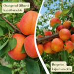 Kajszi barackfa termőpár - Bhart (Orangered) + Bergeron