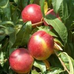 Őszibarackfa páros - Michelini  + Fairlane - Image 2