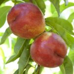 Őszibarackfa páros - Incrocio Pieri + Fantasia - Image 3