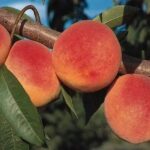 Őszibarackfa páros - Incrocio Pieri + Fantasia - Image 2